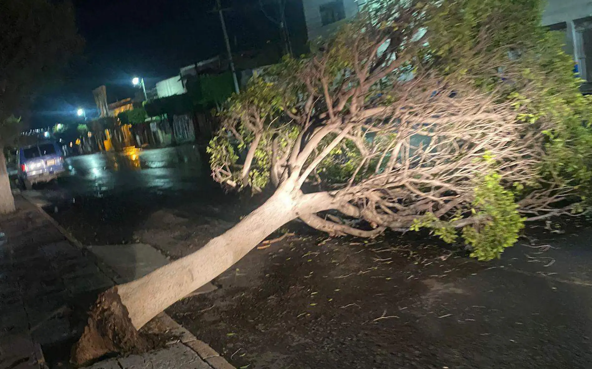 sjr En la avenida